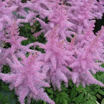 Астильба ГИАЦИНТ Арендса в Дзержинске