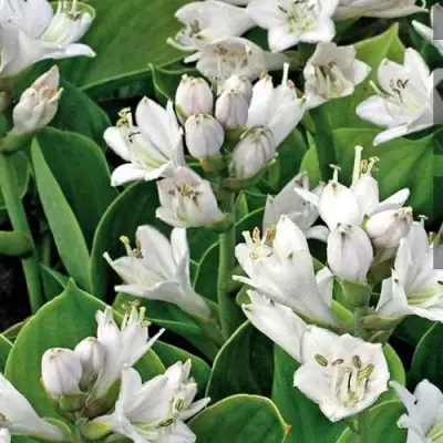 Хоста МОНСТЕР ИРЗ гибридная в Дзержинске