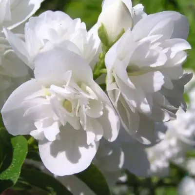 Жасмин ЖИРАНДОЛЬ в Дзержинске