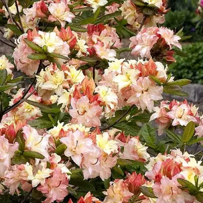 Азалия КЭННОНС ДАБЛ листопадная в Дзержинске