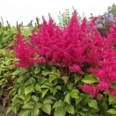 Астильба САННИ ДЕЙ гибридная в Дзержинске