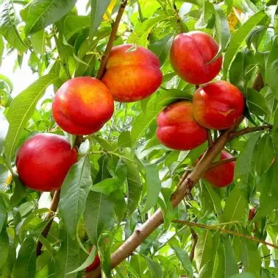 Нектарин ХАРБЛЕЙЗ в Дзержинске