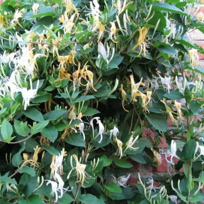 Жимолость ХАЛЛИАНА японская (Хелиана) в Дзержинске