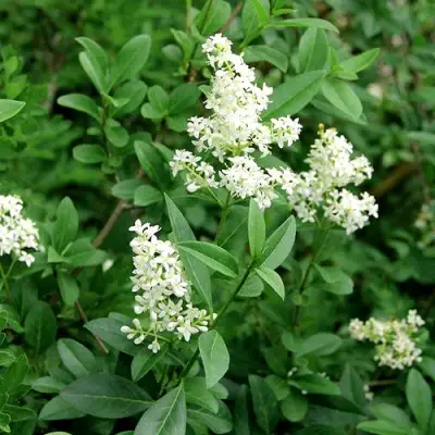 Бирючина обыкновенная АТРОВИРЕНС в Дзержинске