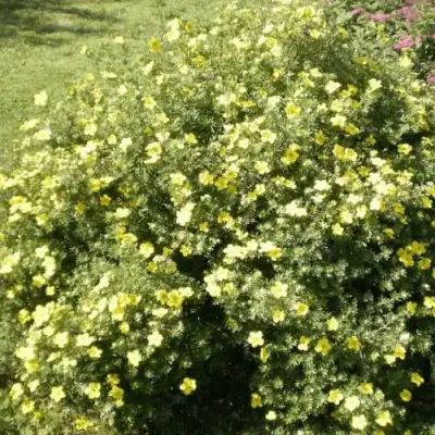 Лапчатка КЛОНДАЙК кустарниковая в Дзержинске