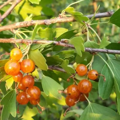 Смородина золотистая ЛЯЙСАН в Дзержинске