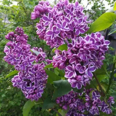 Сирень СЕНСАЦИЯ в Дзержинске