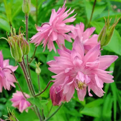 Аквилегия БАРЛОУ ПИНК гибрид МакКаны в Дзержинске