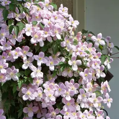 Клематис ГОРНЫЙ в Дзержинске