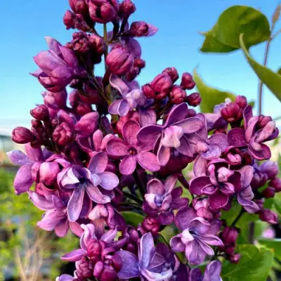 Сирень ВИОЛЕТТА в Дзержинске