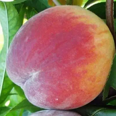 Персик ТОП СВИТ в Дзержинске