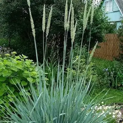 Элимус БЛЮ ДЮН песчаный в Дзержинске