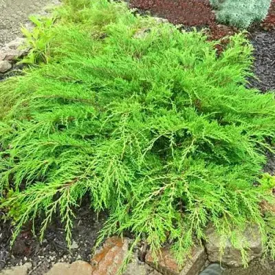 Микробиота ЯКОБСЕН перекрестнопарная в Дзержинске