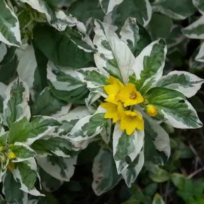 Вербейник АЛЕКСАНДР точечный в Дзержинске