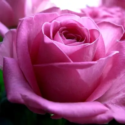 Роза ЭЙФЕЛЕВА БАШНЯ чайно-гибридная в Дзержинске