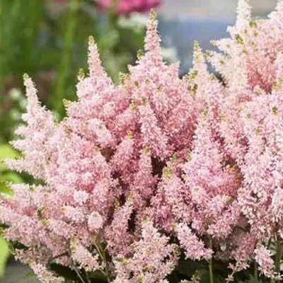 Астильба ЮНИК САЛМОН гибридная в Дзержинске