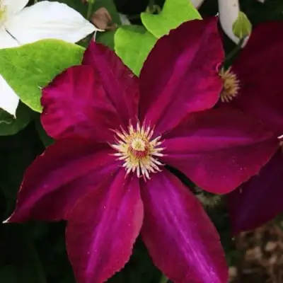 Клематис МАЗОВШЕ в Дзержинске