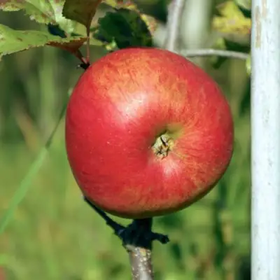Яблоня ДЫЯМЕНТ в Дзержинске