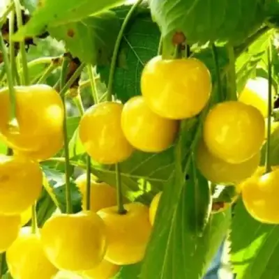 Черешня ПОДСНЕЖНИК в Дзержинске