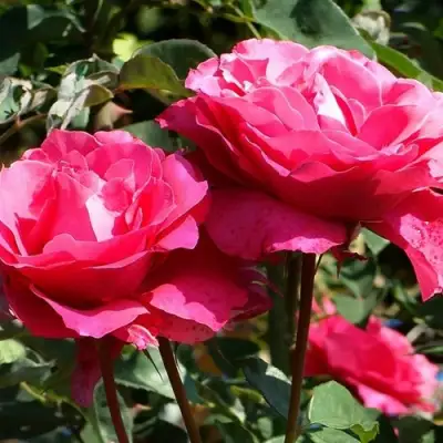 Роза ВИЕН РОУЗ чайно-гибридная в Дзержинске