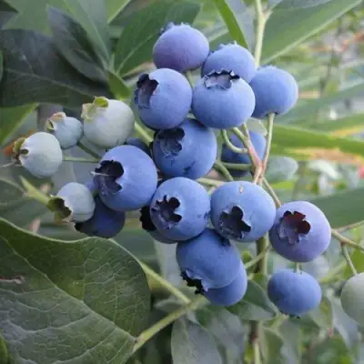 Голубика ЛЕГАЦИЯ в Дзержинске