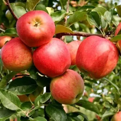 Яблоня ГАЛА МАСТ в Дзержинске