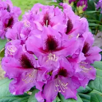 Рододендрон РАСПУТИН в Дзержинске