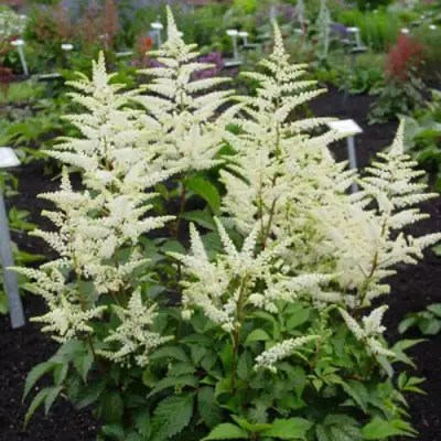 Астильба БРАУТШЛЕЙЕР Арендса в Дзержинске