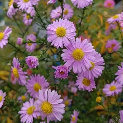 Астра СТРОУБЕРРИ ЭНД КРИМ новобельгийская в Дзержинске