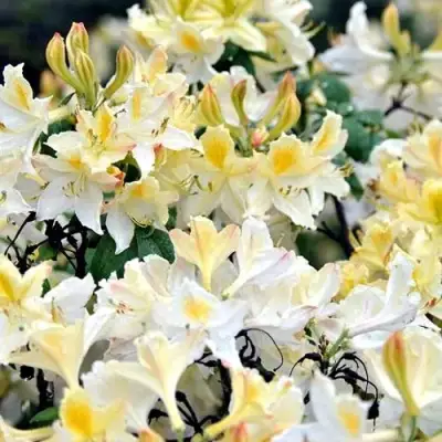 Азалия ДАВИЗИ листопадная в Дзержинске