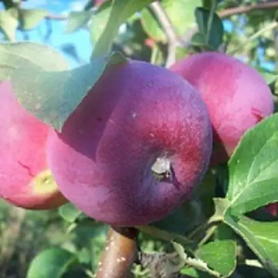 Яблоня СЕРЕБРЯНОЕ КОПЫТЦЕ в Дзержинске