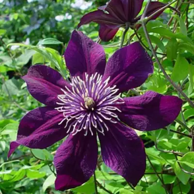 Клематис ПАНТЕР в Дзержинске