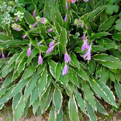 Хоста СТИЛЕТТО гибридная в Дзержинске