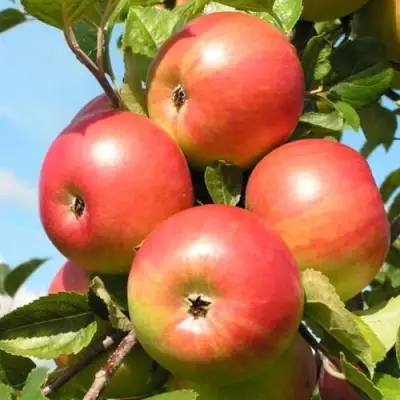 Яблоня ФРИДОМ в Дзержинске