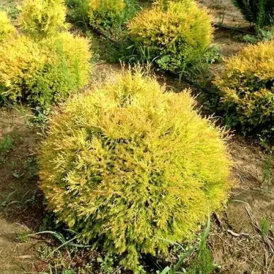 Туя ГЛОБОЗА АУРЕА западная в Дзержинске