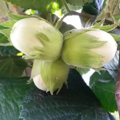 Фундук ЮННАТ в Дзержинске