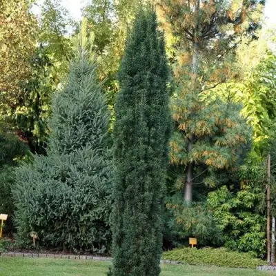 Тис ВОЙТЕК средний  в Дзержинске