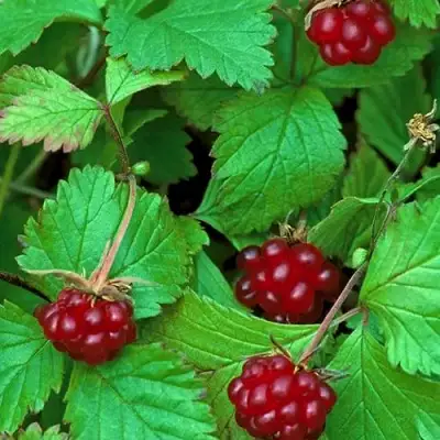 Княженика АУРА в Дзержинске