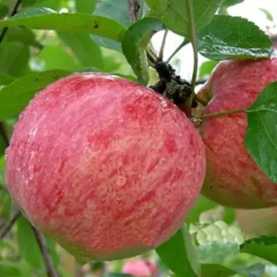 Яблоня ШТРИФЕЛЬ в Дзержинске