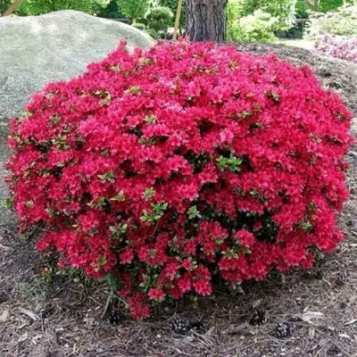 Азалия КАНЗОНЕТТА японская в Дзержинске