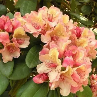 Рододендрон ФЛАУТАНДО в Дзержинске