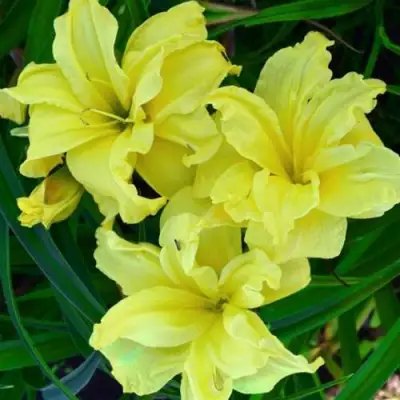 Лилейник ДАБЛ РИВЕР ВАЙ гибридный в Дзержинске