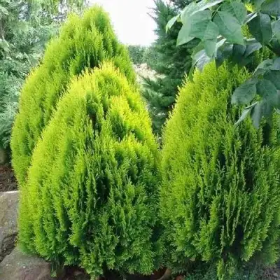 Туя восточная в Дзержинске