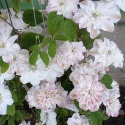 Клематис ИННОСЕНТ БЛАШ в Дзержинске