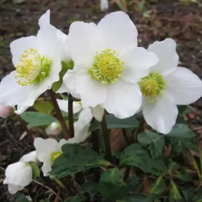 Морозник ЧЕРНЫЙ в Дзержинске