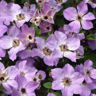 Клематис МОНИНГ СКАЙ в Дзержинске