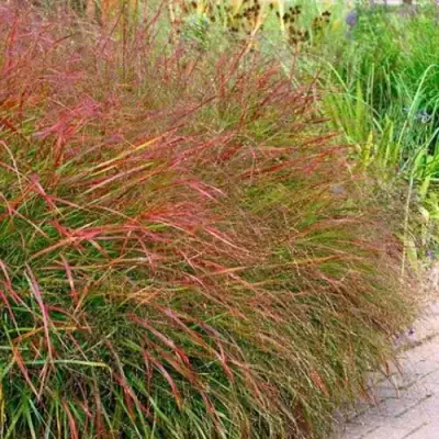 Просо ШЕНАНДО прутьевидное в Дзержинске