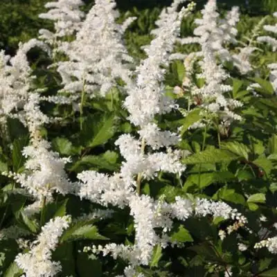 Астильба ДОЙЧЛАНД японская в Дзержинске