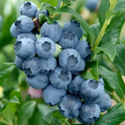 Голубика ХАРДИБЛЮ в Дзержинске