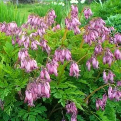 Дицентра изящная в Дзержинске